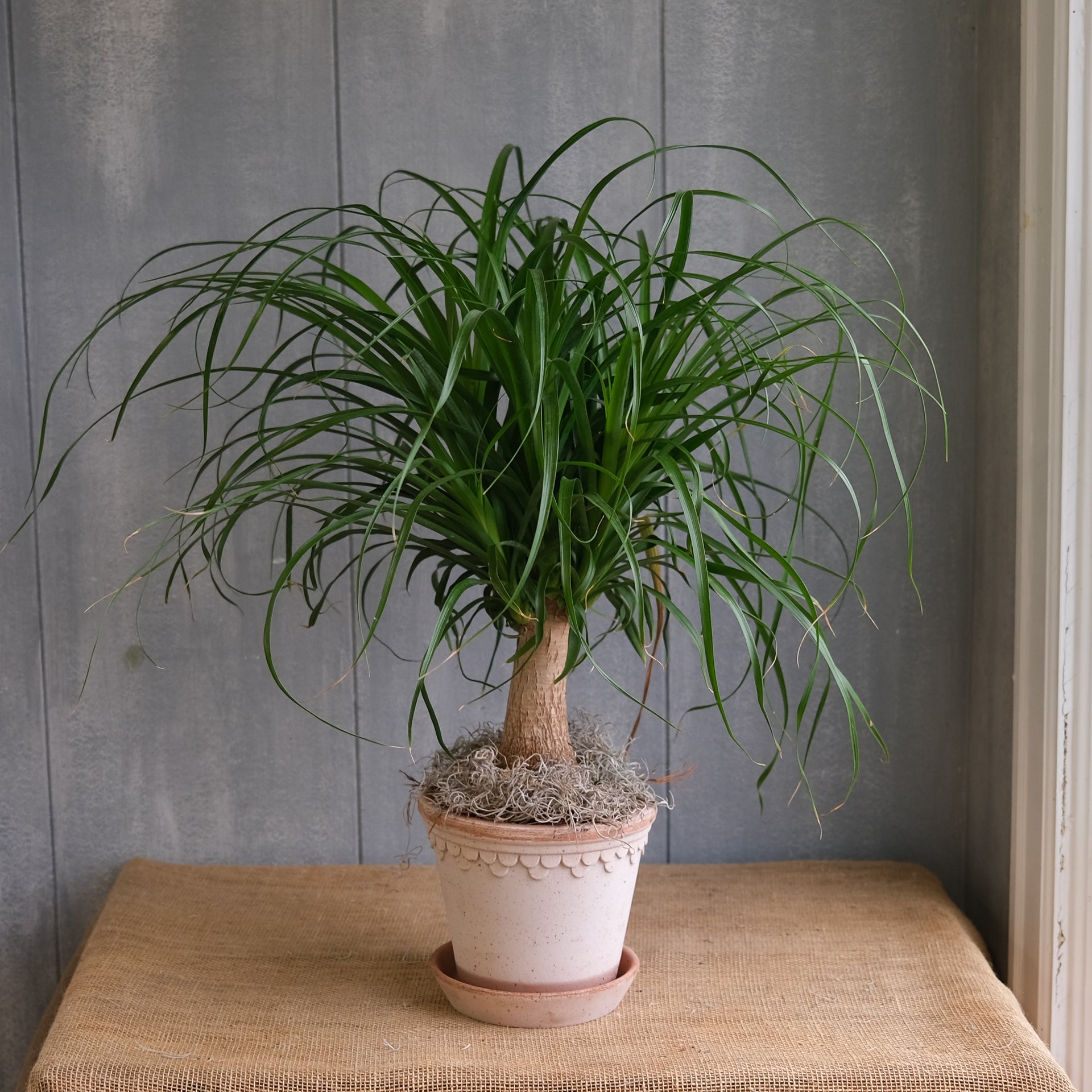 ponytail palm benefits Palm - Ponytail (Beaucarnea recurvata)