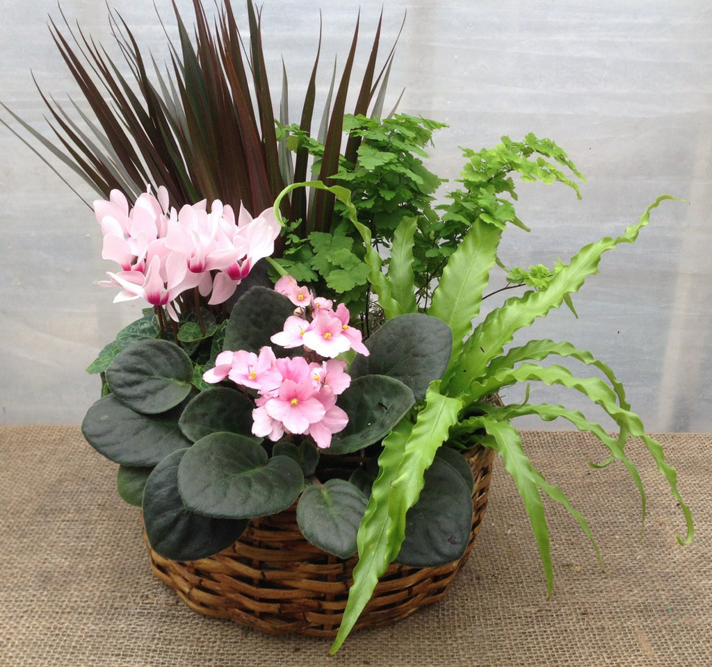 Bellaire Basket: Planter with Cyclamen, Violets, Birds Nest Fern, Dracaena, and Maiden Hair Fern | Michler's Florist