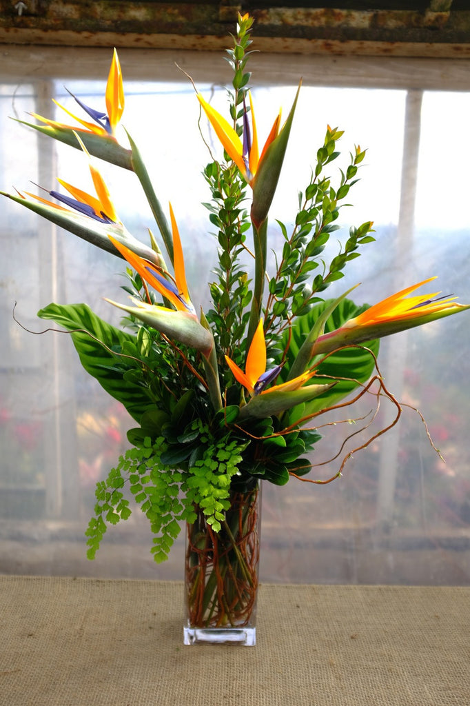 Flower arrangement with Birds of Paradise | Michler's Florist