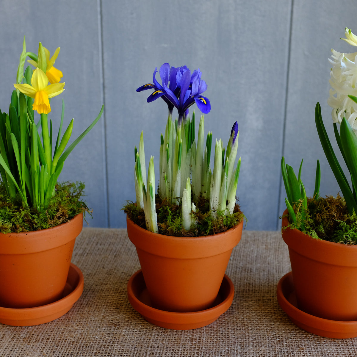 Spring Bulbs Trio | Easter Flowers at Michler's | Lexington, KY ...