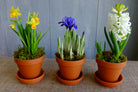 Blooming spring bulbs: Tete-a-Tete Daffodils, Miniature Iris, and Hyacinth | Michler's Florist 