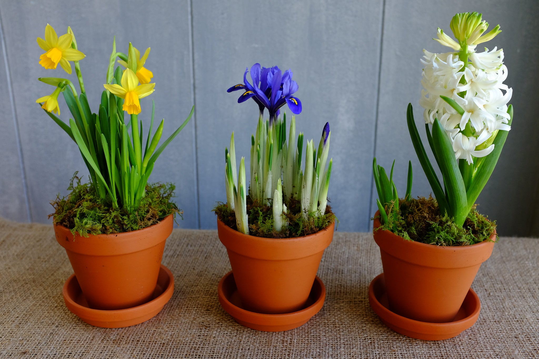 Blooming spring bulbs: Tete-a-Tete Daffodils, Miniature Iris, and Hyacinth | Michler's Florist 
