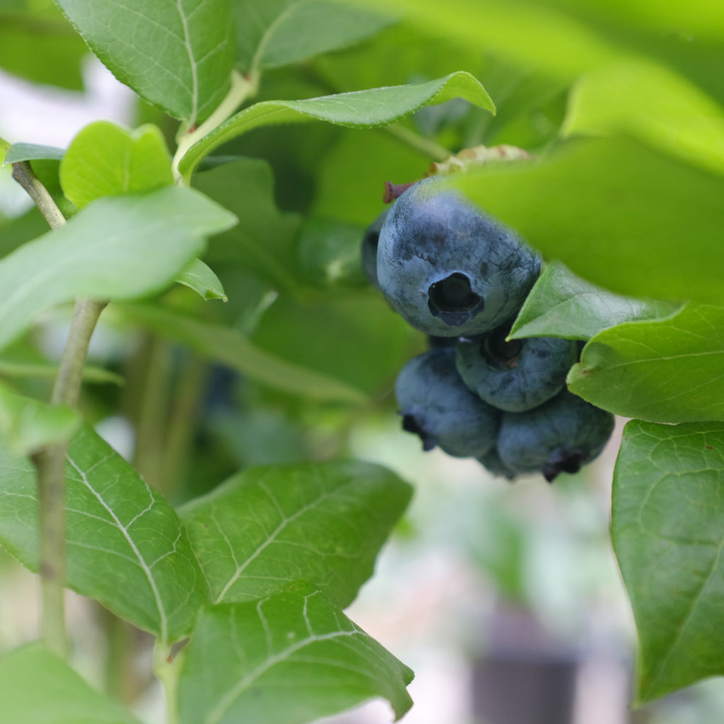 Blueberry Bushes Garden Center in Lexington, KY Michler's
