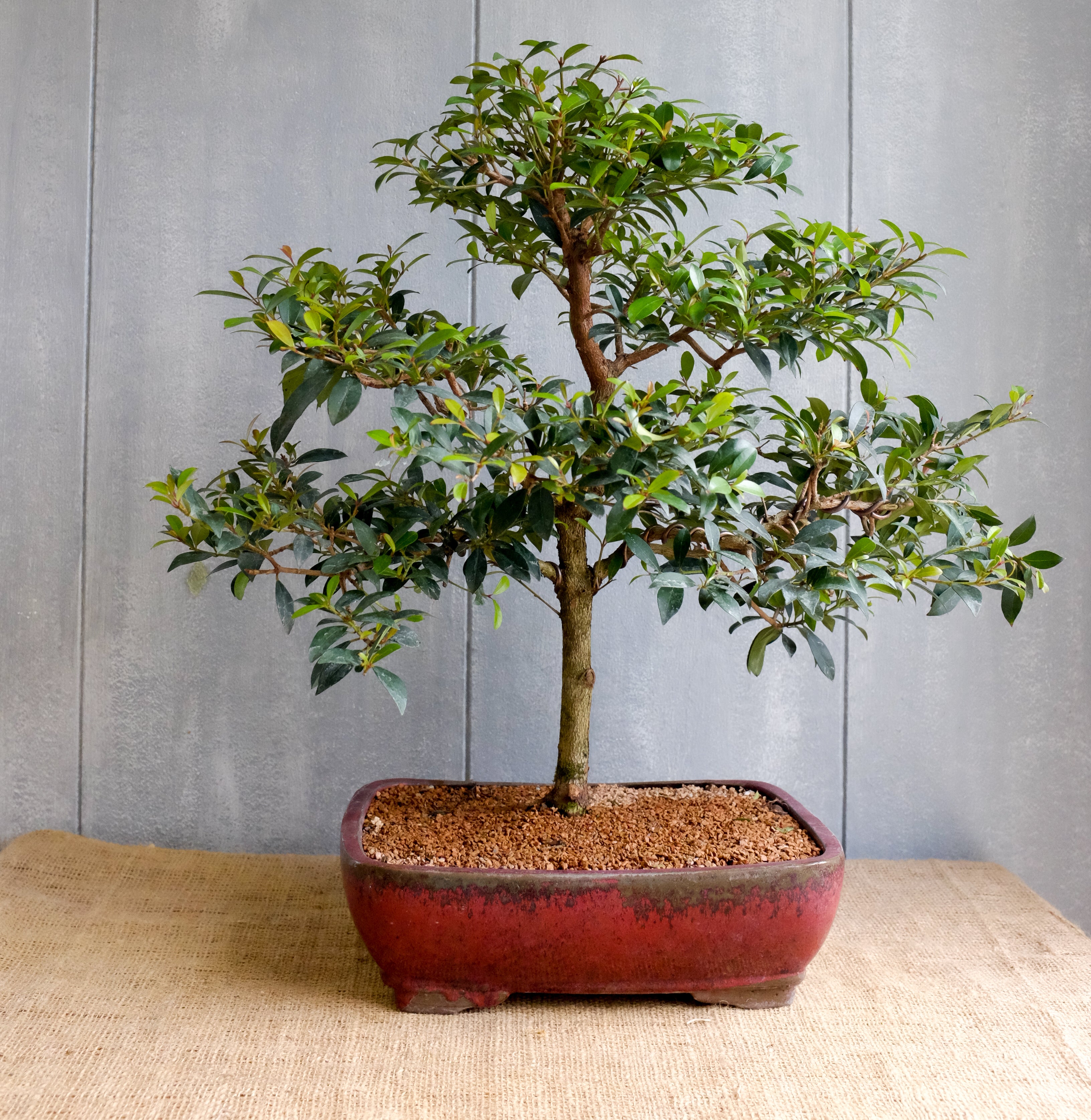 Brush Cherry Bonsai at Michler's Florist, Greenhouses & Garden Design