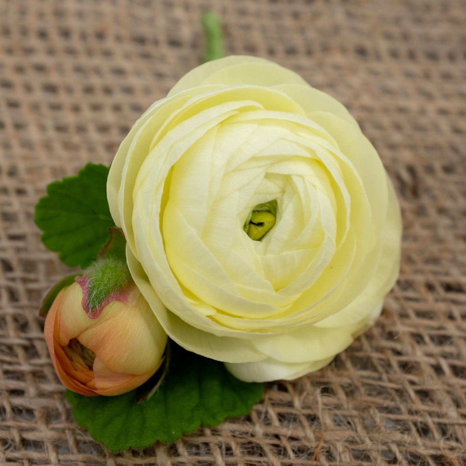 White Ranunculus Boutonniere | Michler's Florist