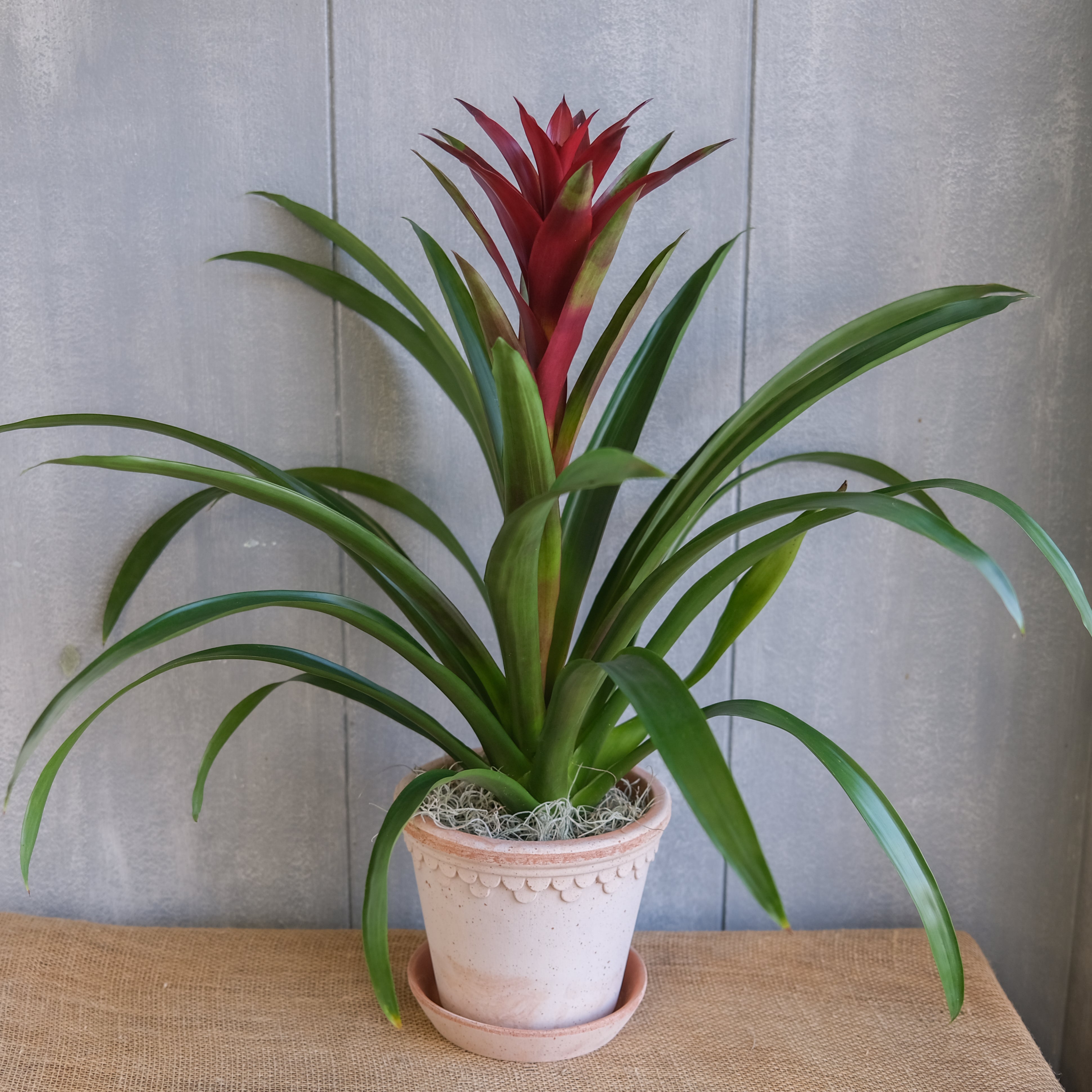 bromeliad plant pots Bromeliad