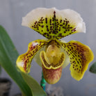 Lady slipper l Michler Florist Lexington, KY.