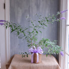 Butterfly bush plant in basket with bow.