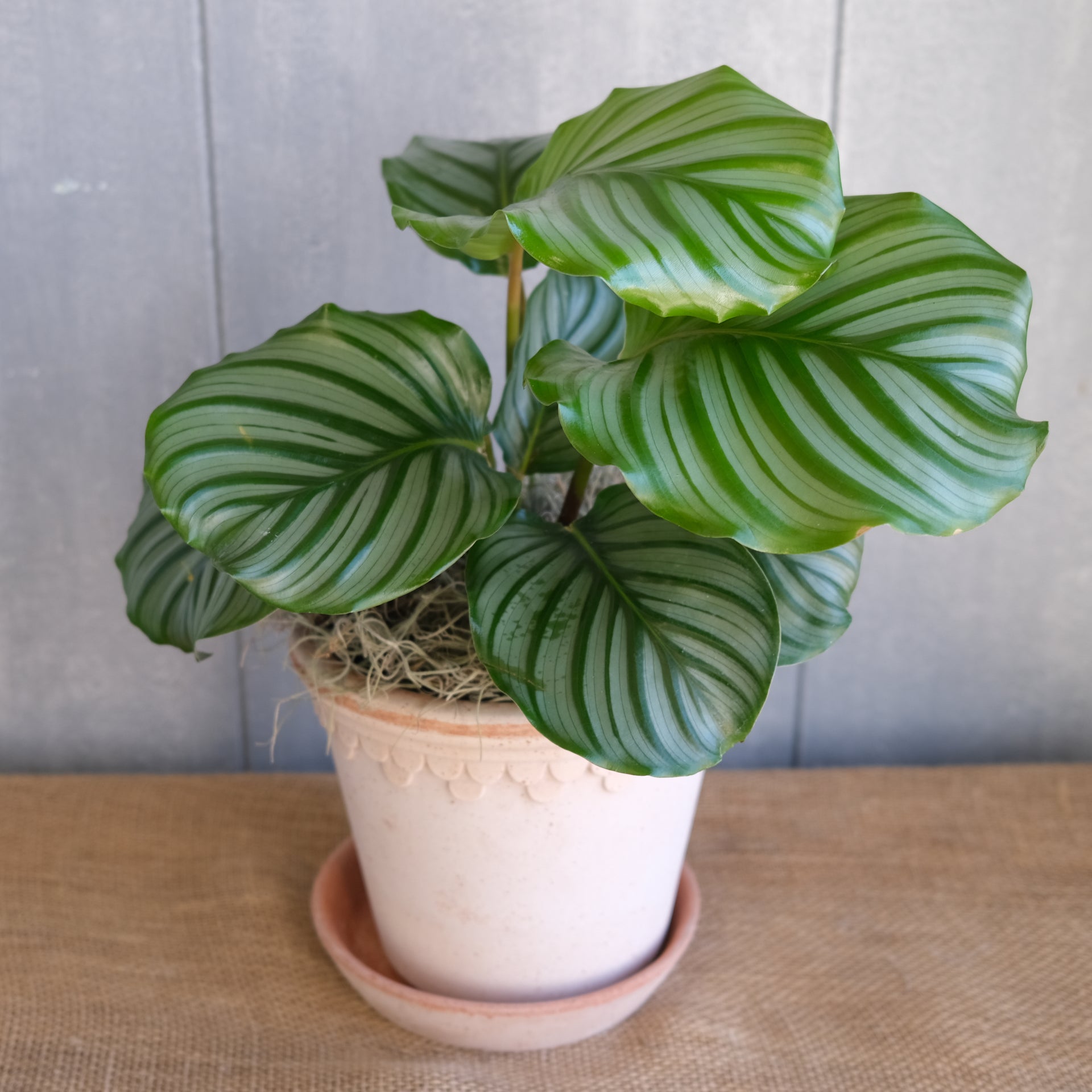 ikea calathea orbifolia Calathea orbifolia | Lexington, KY