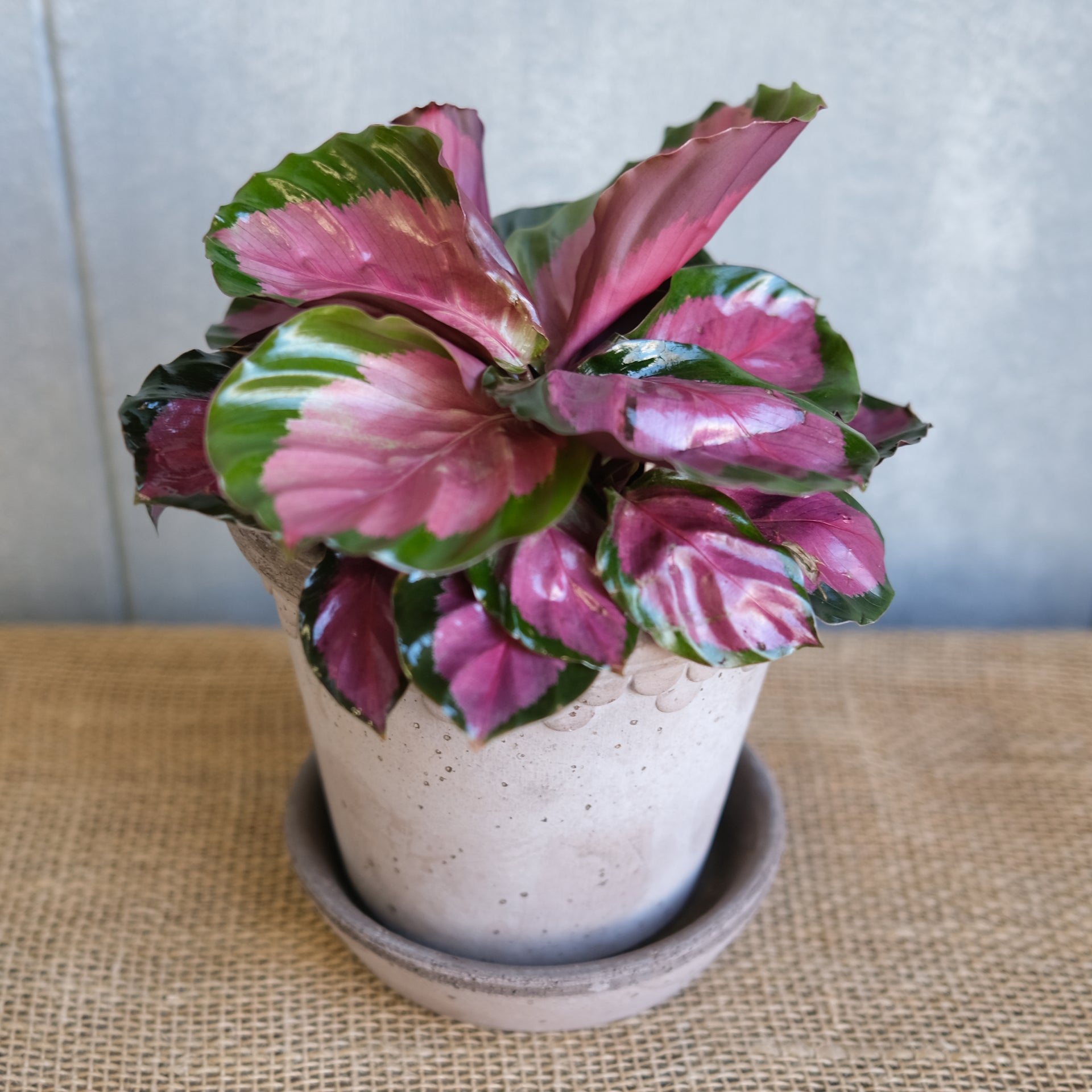 Calathea 'Rosy' | Lexington, KY