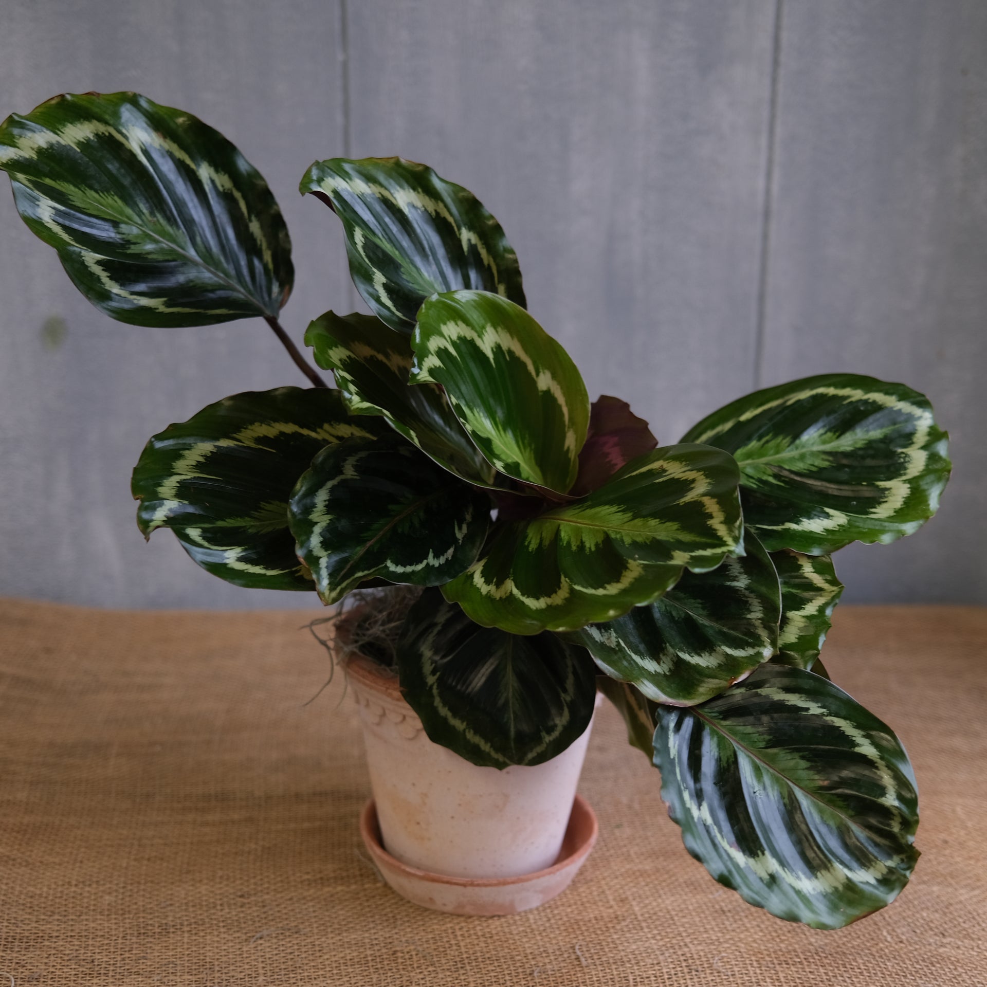 Calathea 'Medallion' | Lexington, KY