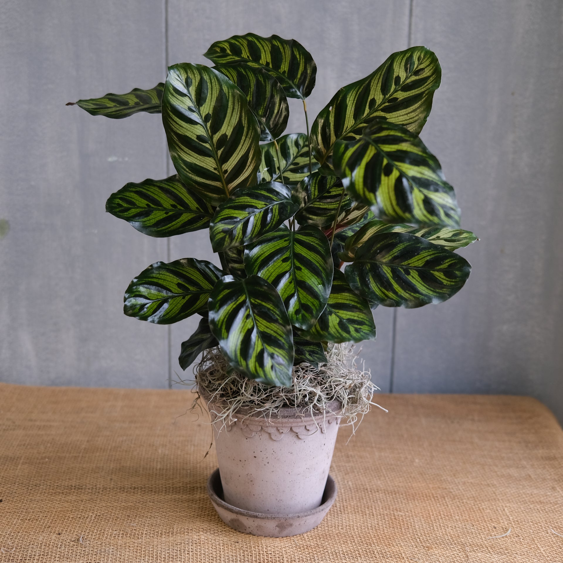Calathea 'Peacock' | Lexington, KY