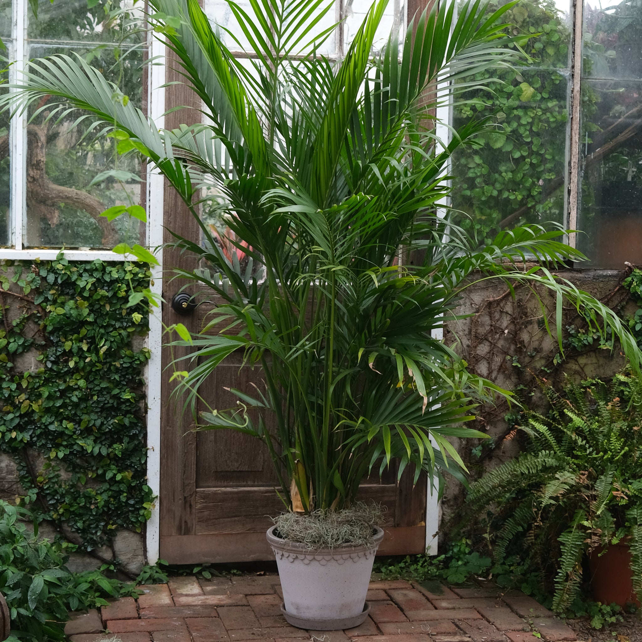 cat palm chamaedorea cataractarum Palm - Cat (Chamaedorea cataractarum)