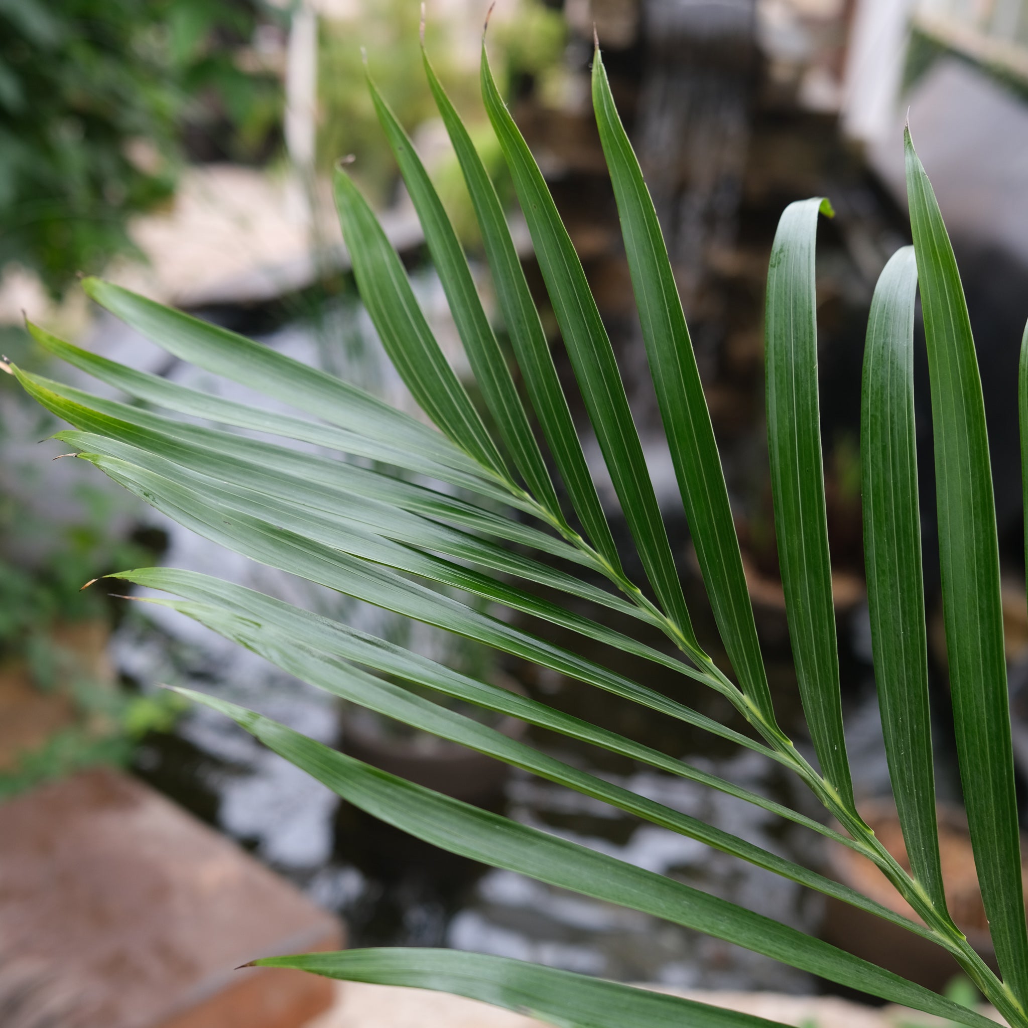buy cat palm Cat Palm | Lexington, KY