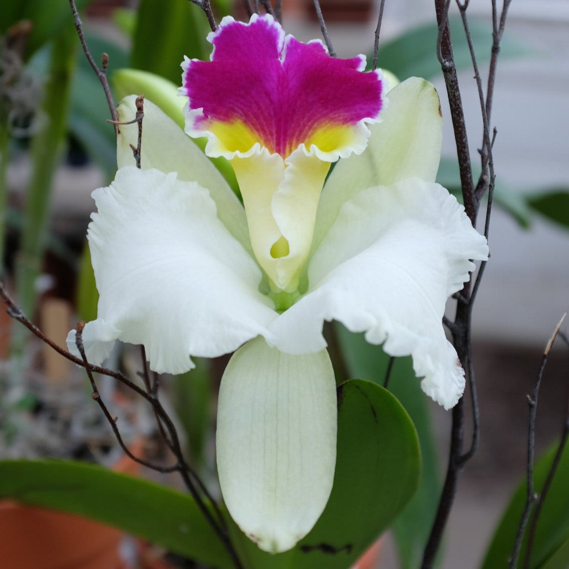 Cattleya Orchid at Michler's Florist, Greenhouses & Garden Design in Lexington, KY