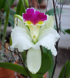 Cattleya Orchid at Michler's Florist, Greenhouses & Garden Design in Lexington, KY