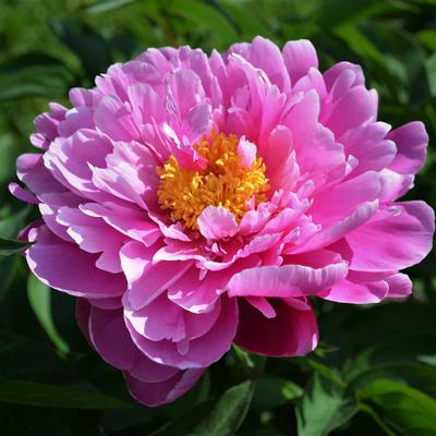 Peony - Paeonia 'Cincinnati' | Lexington, KY | Michler's