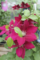 Clematis in Bloom at Michler's Florist