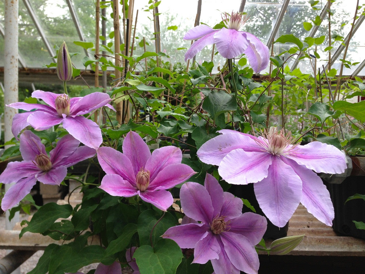 Clematis Vine in Bloom at Michler's Florist | Lexington, KY