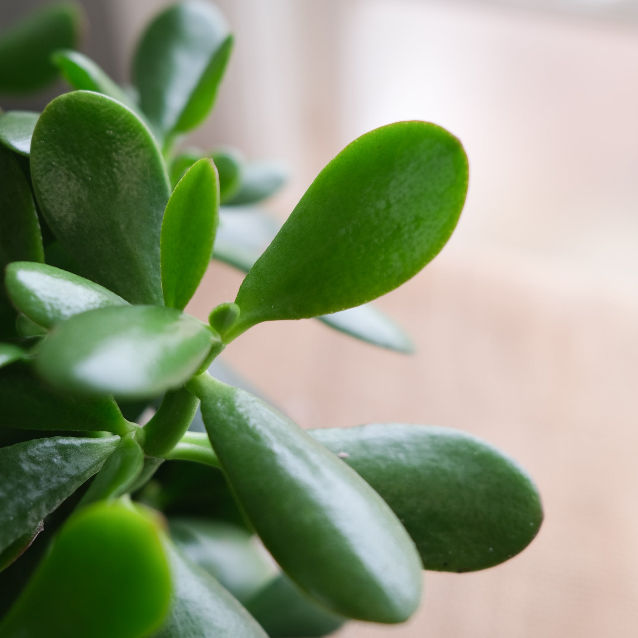 jade plant in spanish Crassula ovata, Jade | Lexington, KY