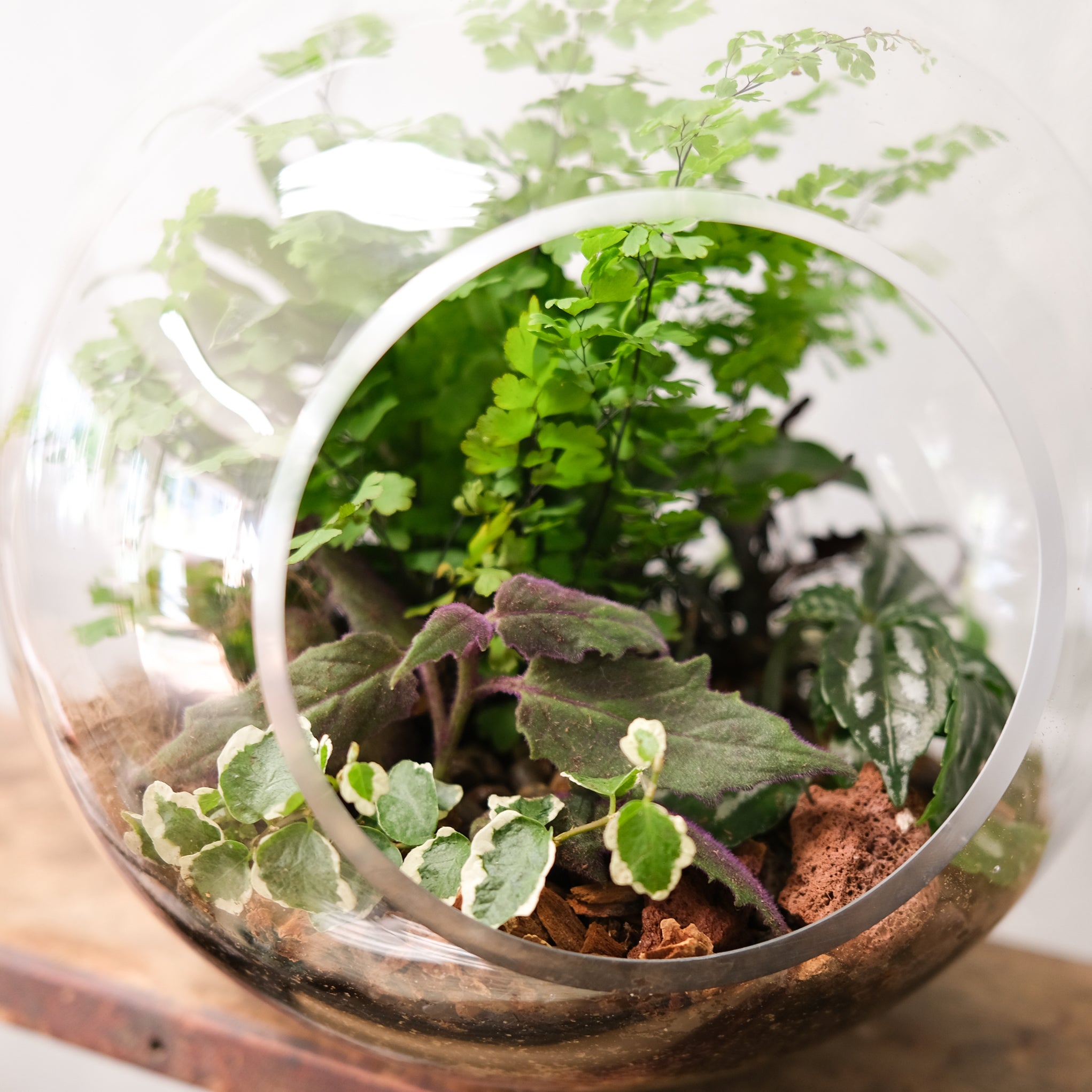 Woodland Terrarium, House Plants in Lexington, KY