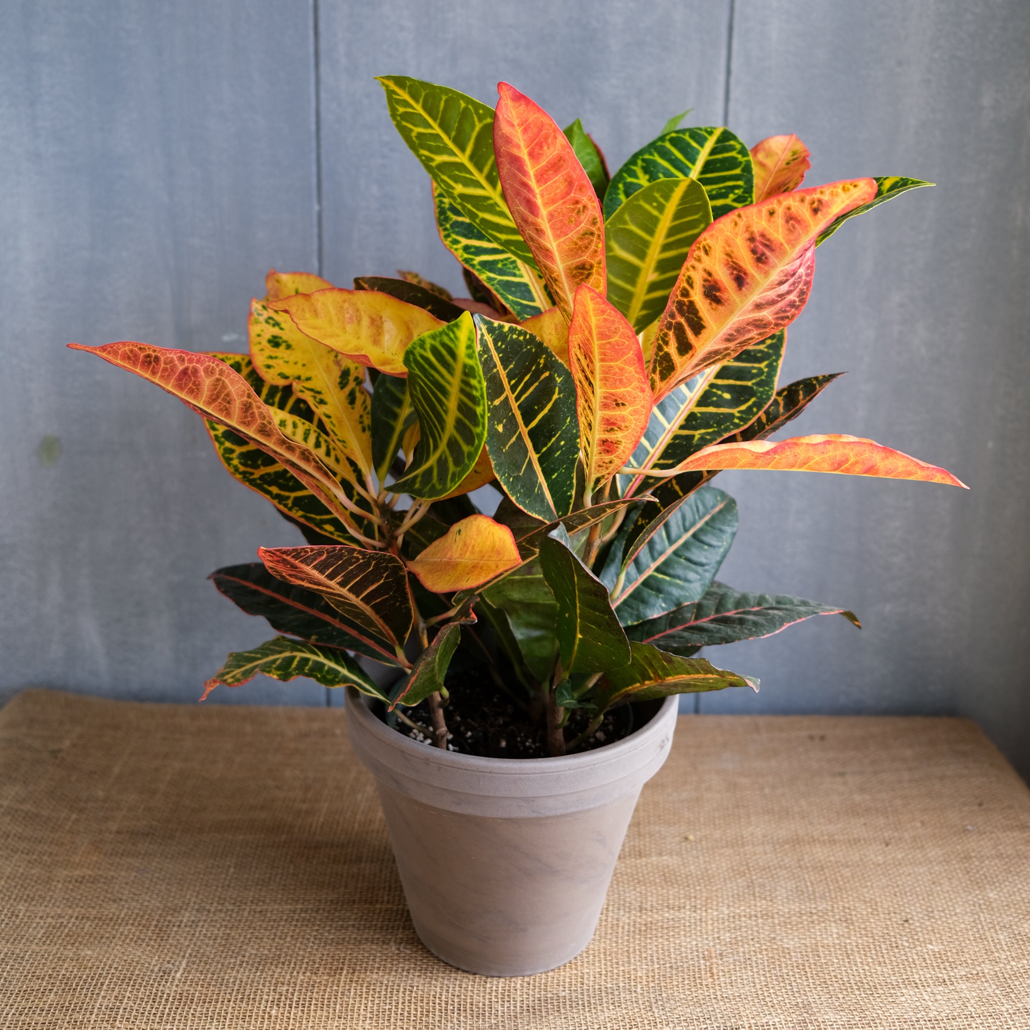 croton houseplant with large, vibrant leaves of orange, yellow, and green at Michler's