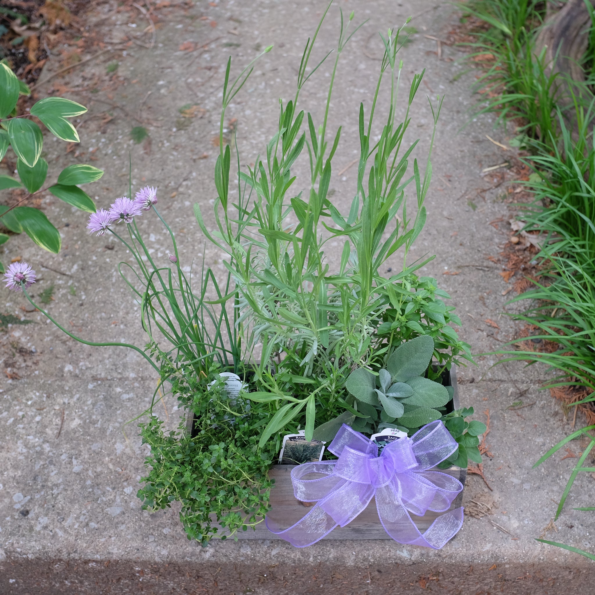Culinary herb gift box by Michlers Florist in Lexington, Ky.