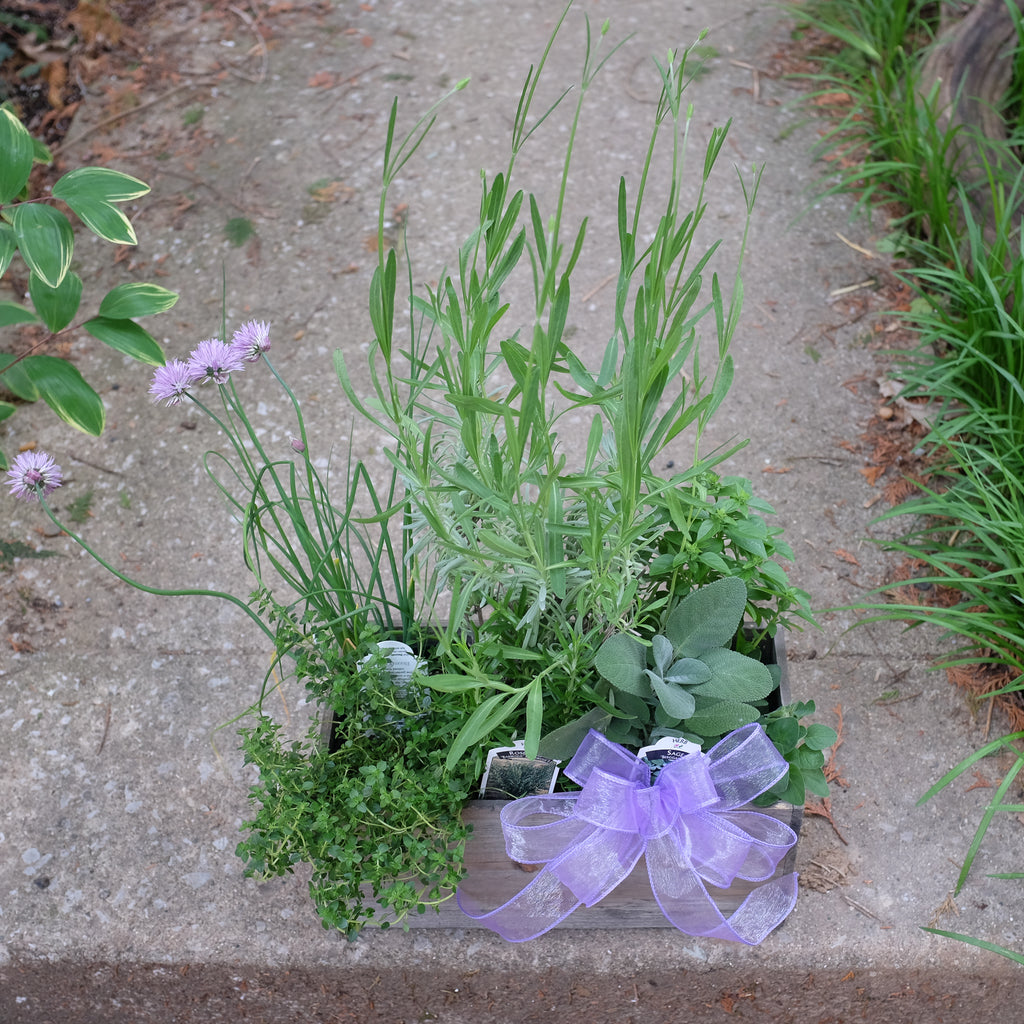 Culinary herb gift box by Michlers Florist in Lexington, Ky.