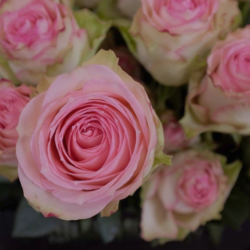 Pink Roses for Custom Rose Design in Lexington, KY by Michler's Florist