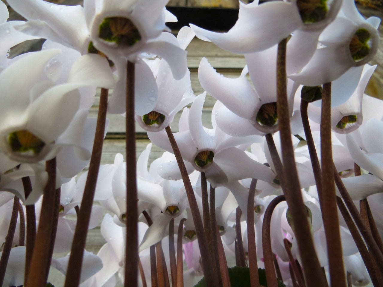 White Cyclamen Blooms. Michler's Florist, Greenhouses & Garden Design