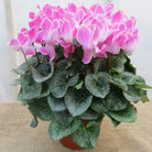 Pink Cyclamen in Bloom. Michler's Florist, Greenhouses & Garden Design