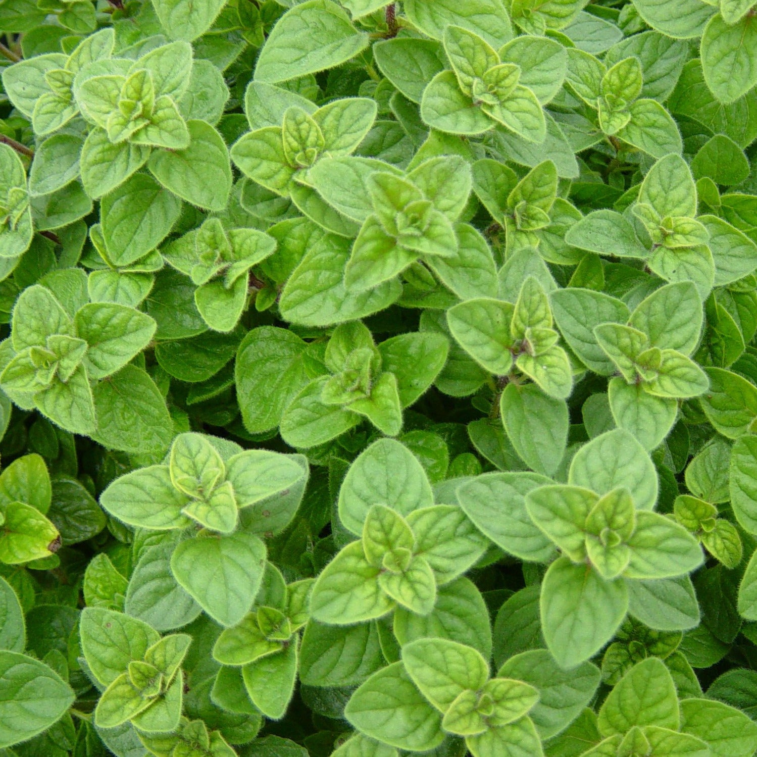 Oregano Herb oregano-herb
