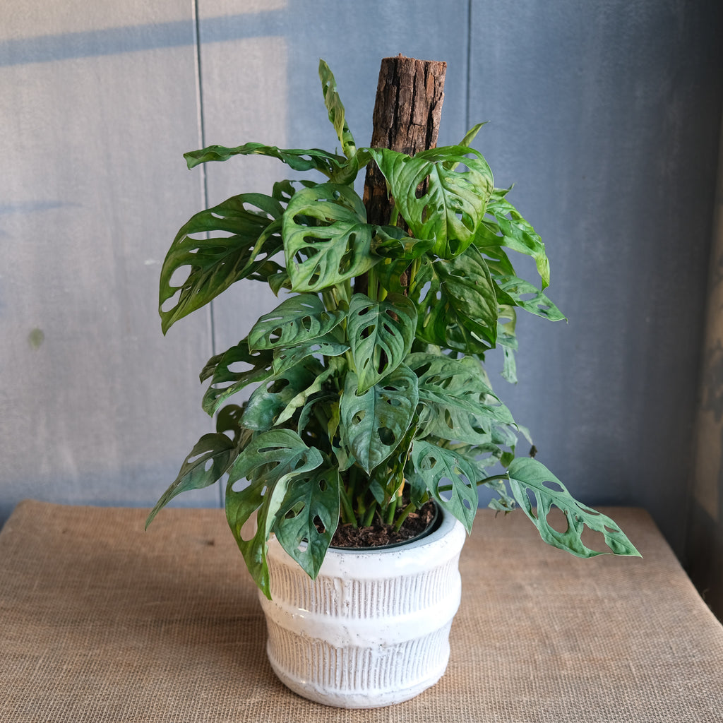 Swiss cheese philodendron, Michler Florist, Lexington KY.