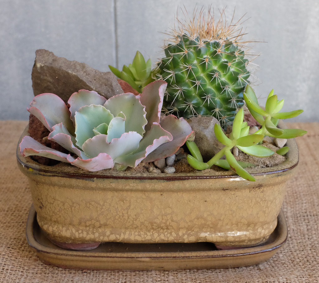 Cacti and succulents in a bonsai pot by Michler's florist