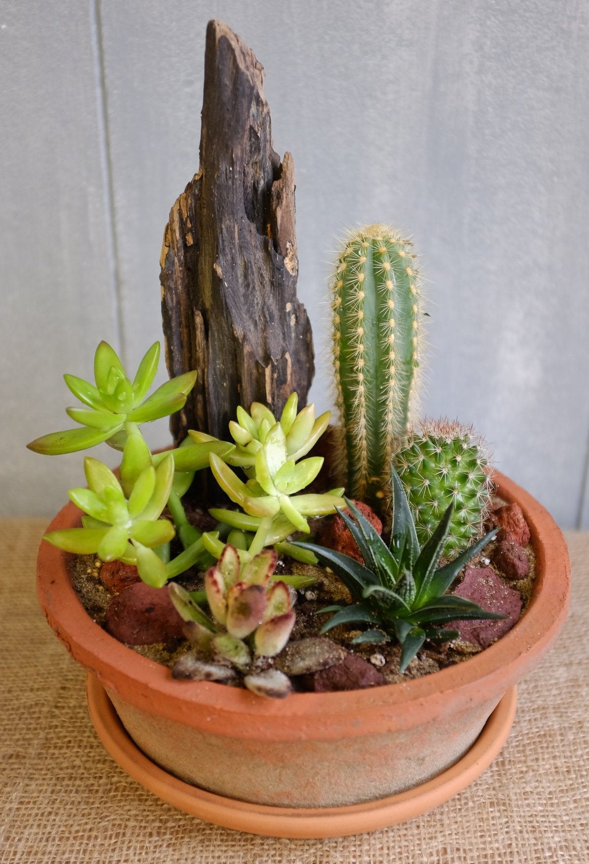 cactus succulent planter Tunis