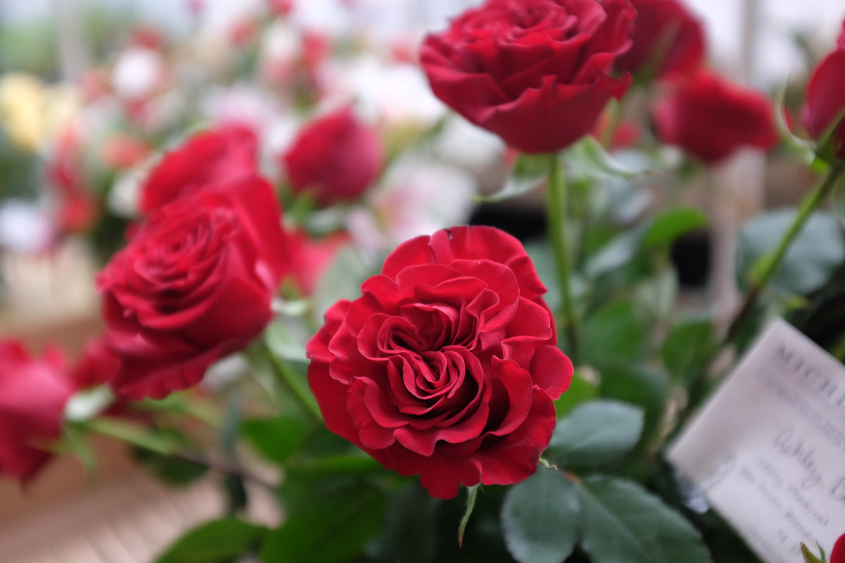 Hains Roses 'Hearts' Roses | Lexington, KY | Michler's Florist – Michler's Florist ...