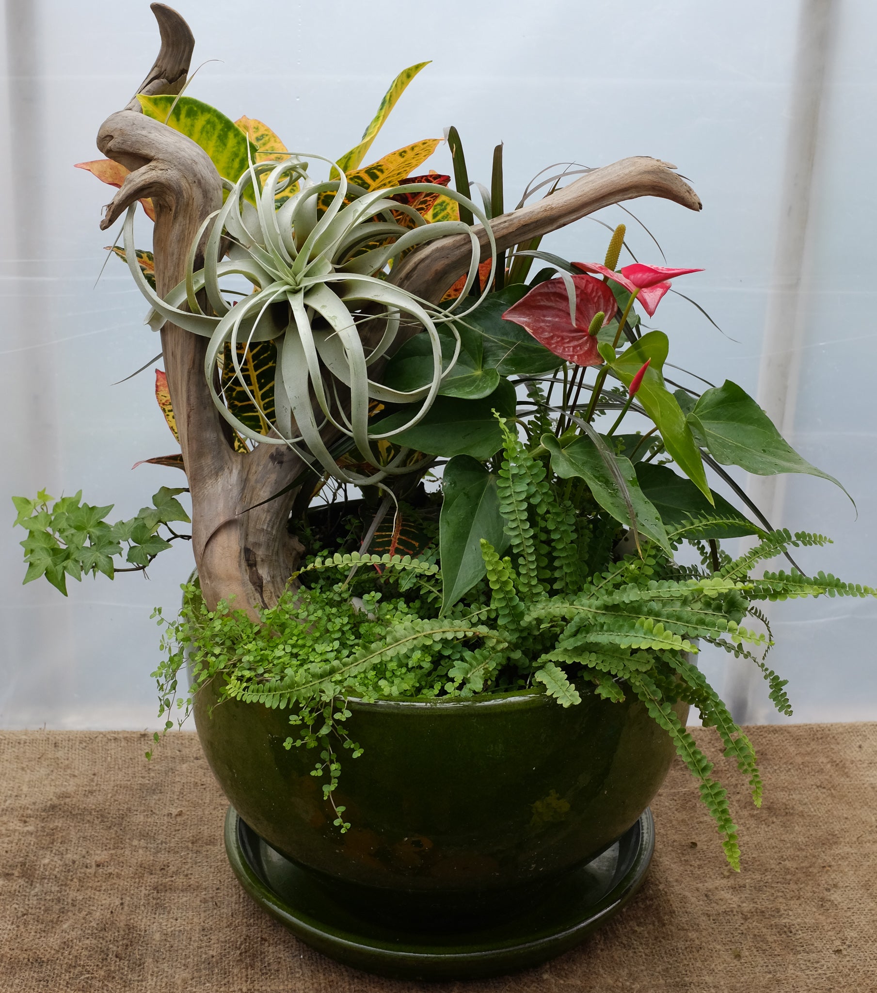 colorful tropical house plants Lasang Planter | Tropical House Plants in Lexington