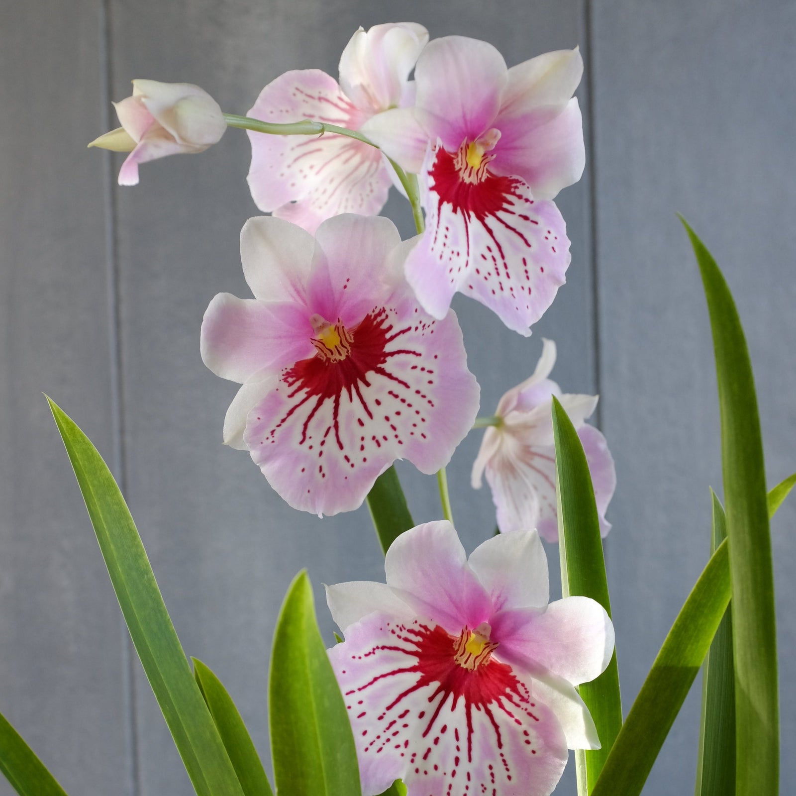 Exotic Orchid Plants | Lexington, KY | Michler's Florist – Michler's ...