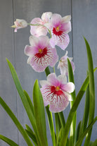 exotic orchid Michler's Florist 