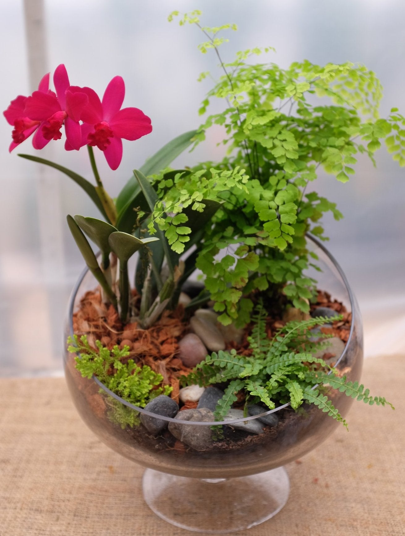 flower pot for orchid plant Orchid Planter