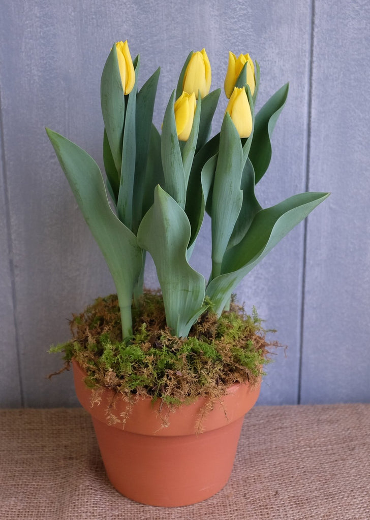 Tulips in a terracotta planter