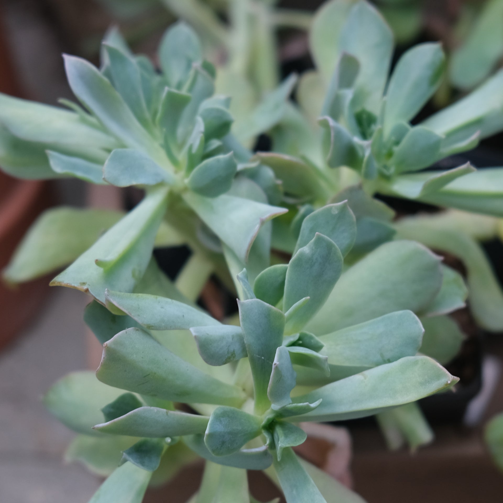 spearhead succulent Succulent - Echevaria 'Blue Spurs' | Lexington, KY