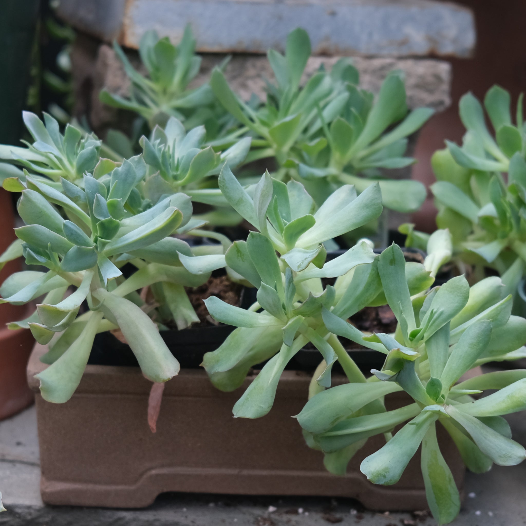 succulent plant near me Succulent - Echevaria 'Blue Spurs' | Lexington, KY