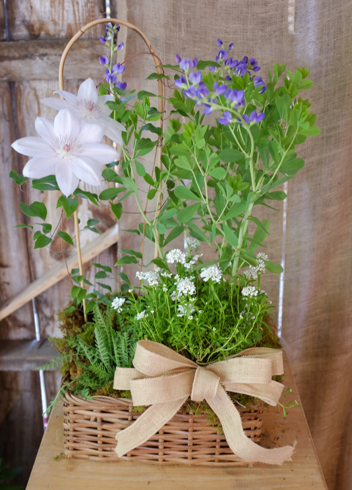 Perennial Basket by Michler's Florist with Clematis, baptisia, candy tuft, yarrow