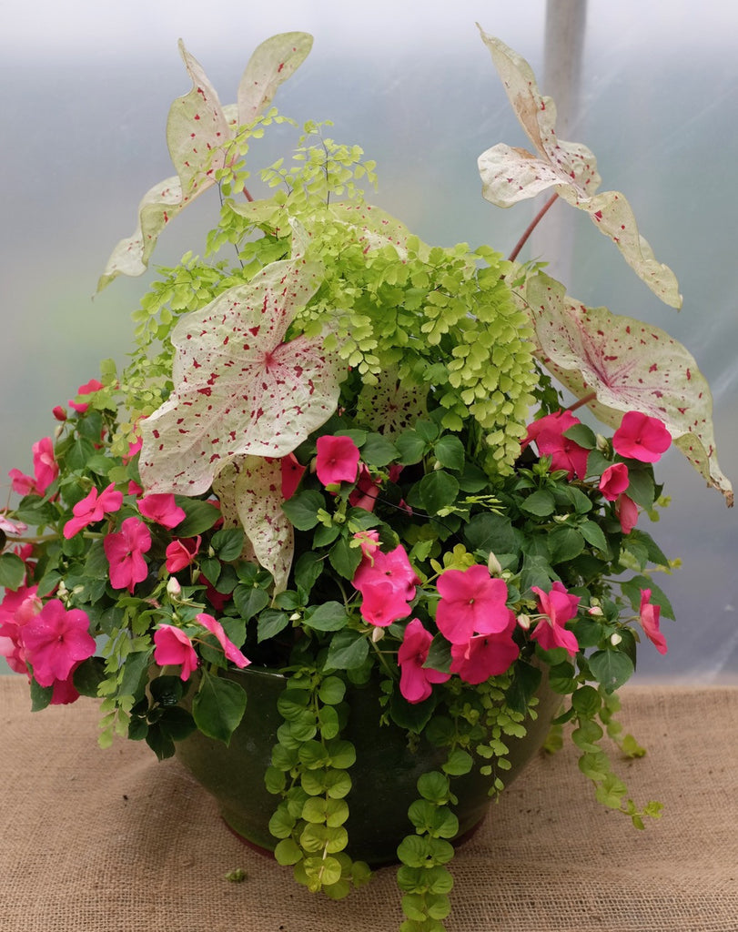 Annual Garden with Lipstick Impatiens, maiden hair fern, Caladium by Michler's Florist
