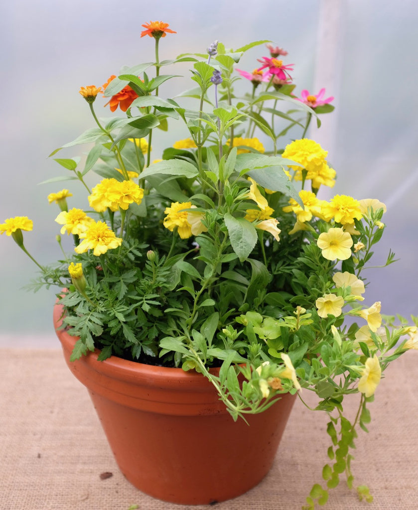 Annual Garden Basket with marigolds, zinnias, calibrochoa, salvia by Michler's Florist
