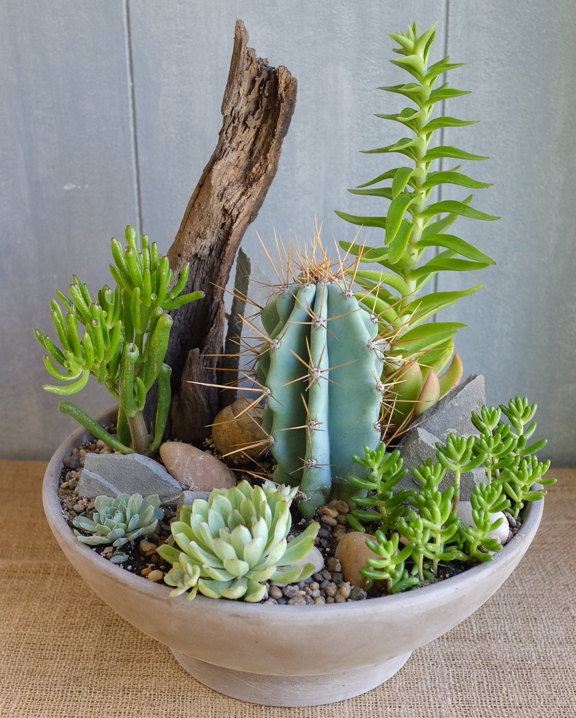 succulents pasadena Pasadena