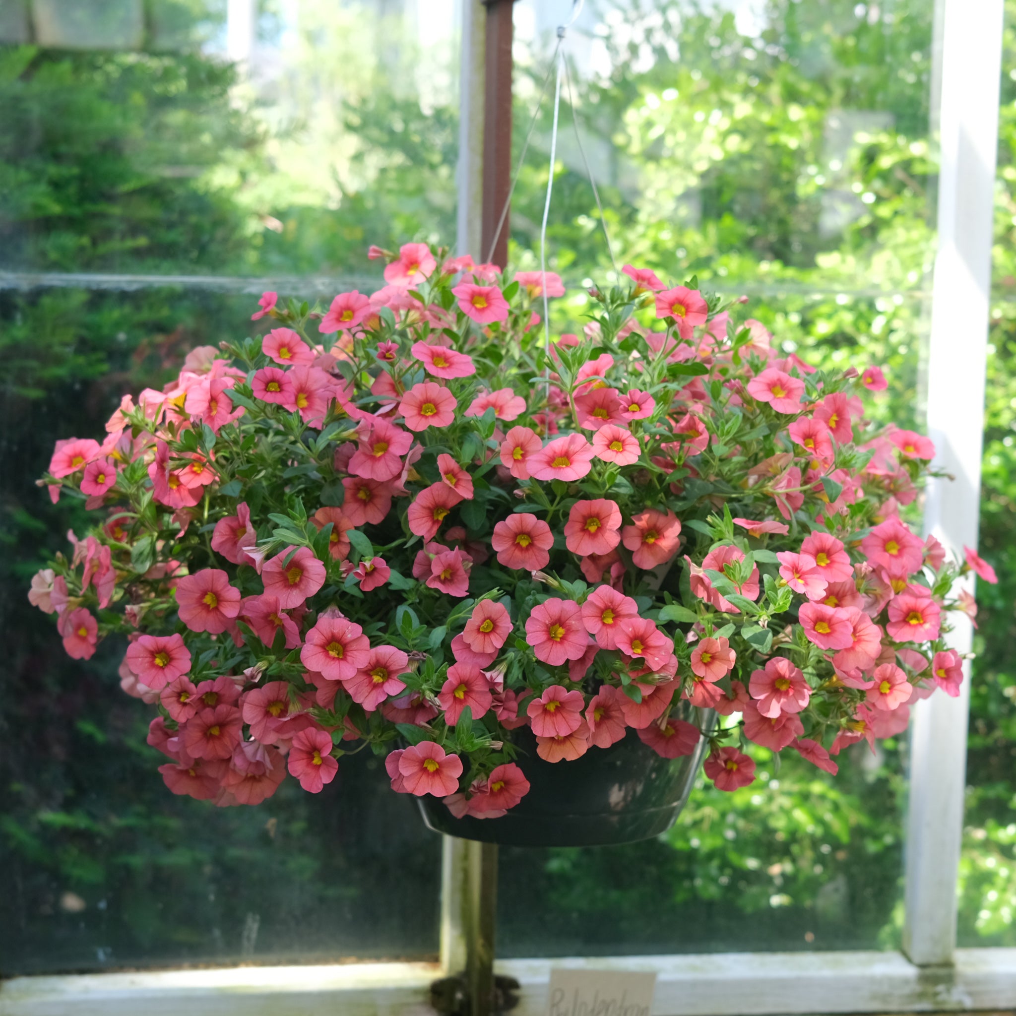 Hanging Basket at Michlers Florist