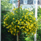 Hanging Basket at Michlers Florist