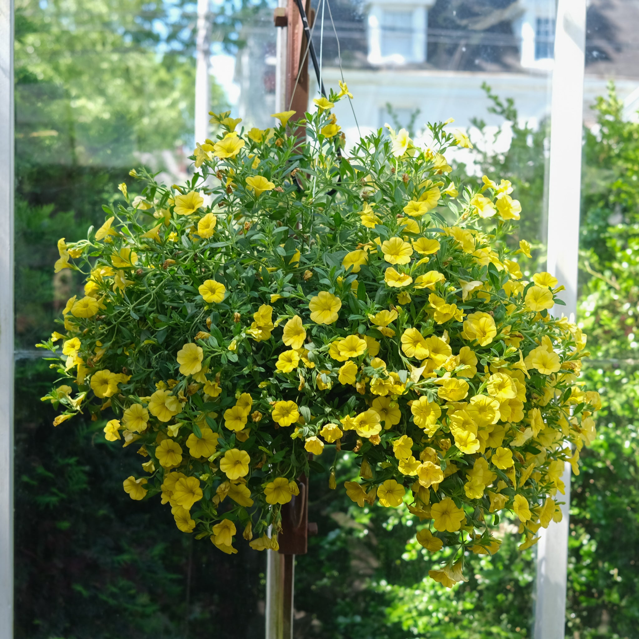 Hanging Basket at Michlers Florist